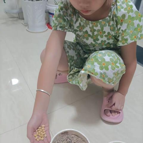 大家好！我是三2班陈舒雅，这次实验是《植物生长需要的条件》