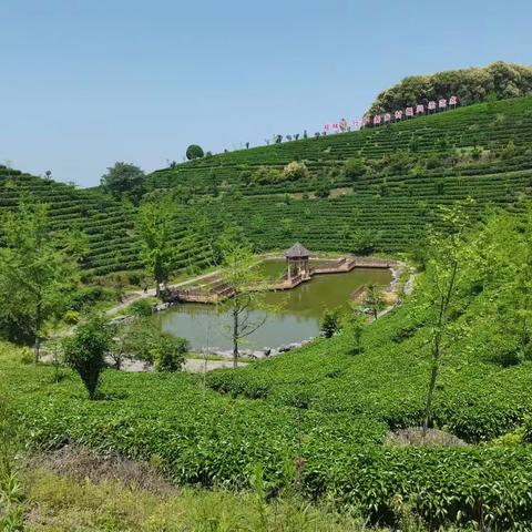 “趣”采茶🌱