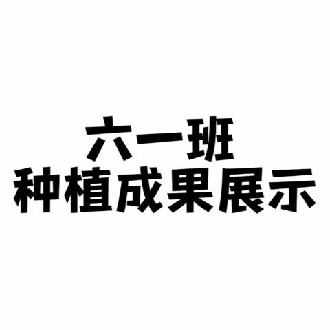 自己动手，丰衣足食——六一班种植成果展示