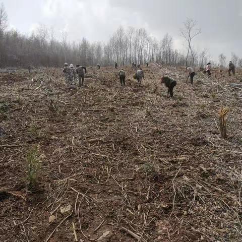 全场动员添新绿 植树造林正当时