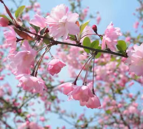 宝石花物业吐哈油田地区公司北区服务项目部四月品质月报