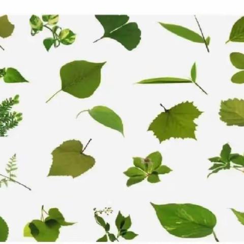 “你好，树叶🌿”———中二班班本课程活动