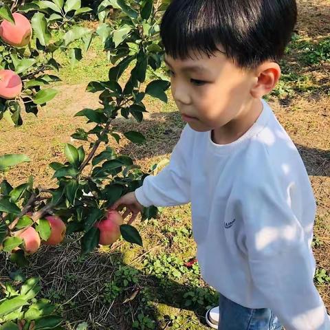 采摘苹果🍎+飞行宝贝欢乐小镇