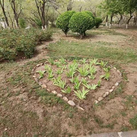 【扮靓城市 提升颜值】精心设计     打造树池新景观       园林中心白鹤公园管理处