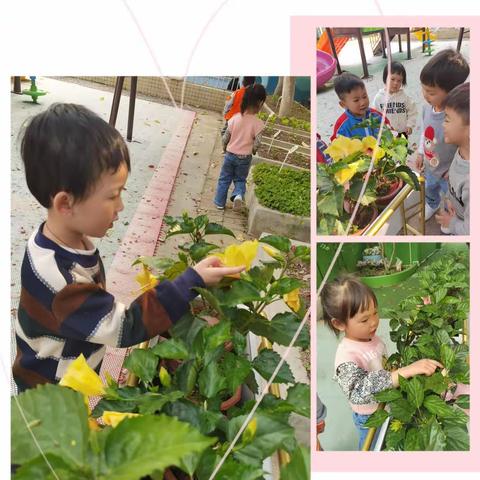 康乐幼儿园小二班主题活动《花儿朵朵》（副本）