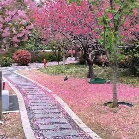 樱花雨依然靓丽