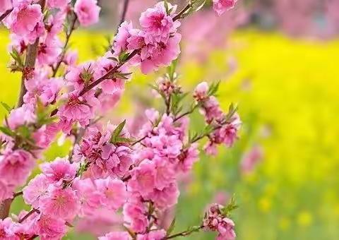 立足新课标，聚焦大单元——伊宁县小学语文大单元教学研讨活动