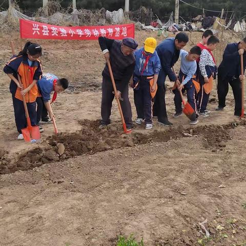 春耕正当时 劳动最光荣——兴县实验小学开展劳动教育实践活动