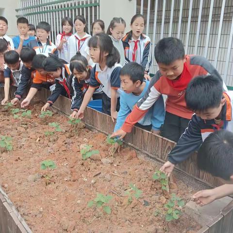 种菜浇水劳动忙，动手实践快乐多—四（1）劳动实践活动