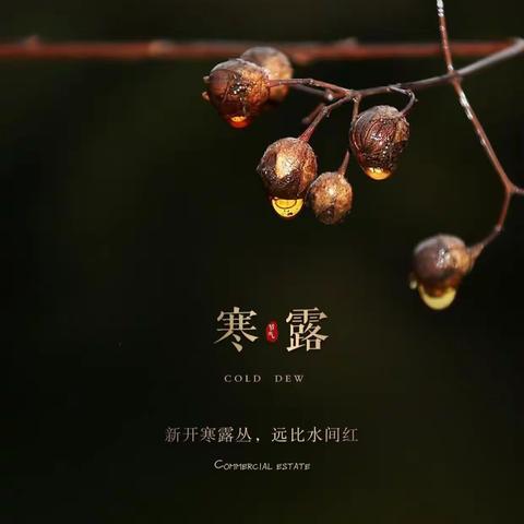 寒露至，秋意浓——东早丰幼儿园寒露活动美篇