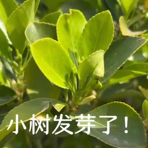 【一外附幼“活宜”课程】春天的小芽芽