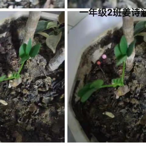 一年级二班《小豆豆成长记》