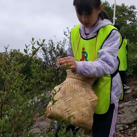 小小采茶师---走进茶园