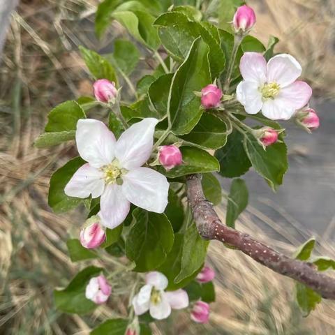 榆林：联合开展苹果花期调查