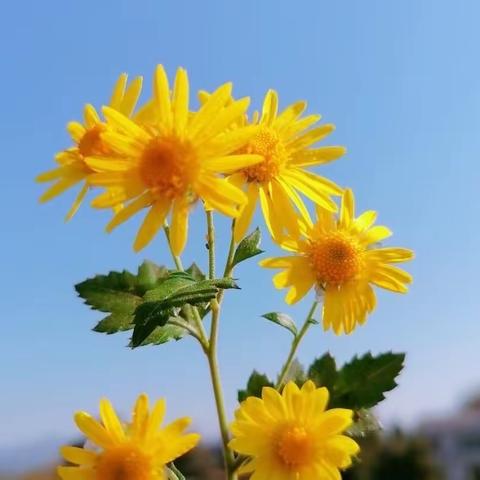 相约春天，向阳而生