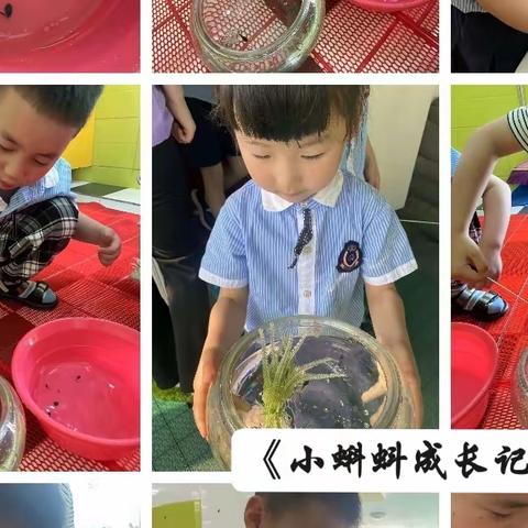 启幼大二班 《🐸小蝌蚪成长记三》