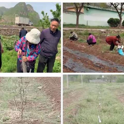 涉县种质资源苗圃基地完成春季嫁接工作