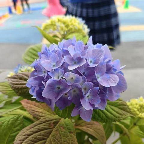 A Happy Day For New York 5.10