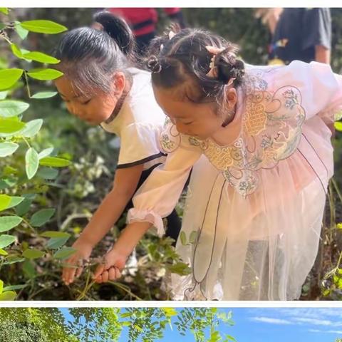 粒粒花生情，浓浓红薯意——迁西县尹庄乡高峪学区劳动实践活动纪实