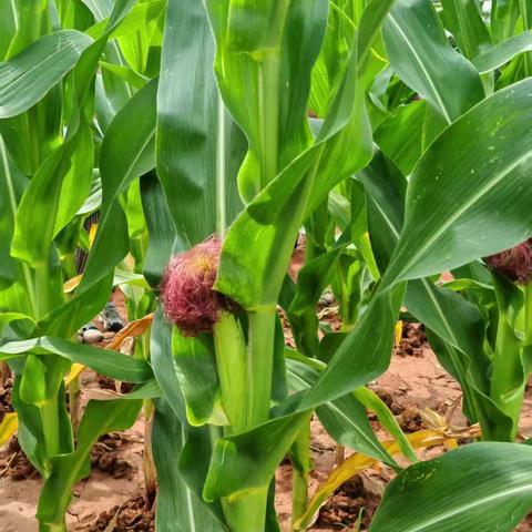 嗨，玉米 ‍——友谊幼儿园小一班农耕班本课程