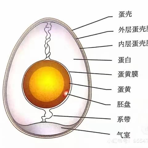 中二班生成课程——“奇妙的蛋之旅”