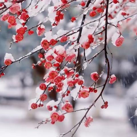 瑞雪纷飞铺锦绣，扫雪除冰启新程—一中英才二三级部扫雪活动