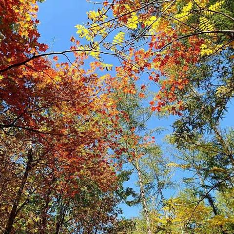 我们去秋游啦！出发吧！