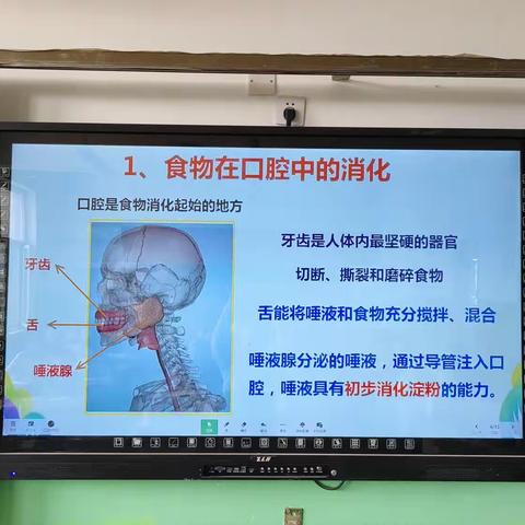 【关爱学生，幸福成长】四年级科学小实验——观察牙齿，爱护牙齿