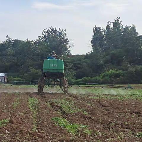 万亩高梁地    灭草进行中