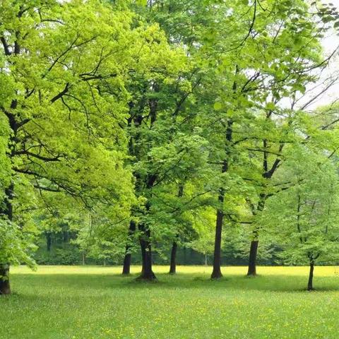 彩虹🌈幼儿园中二班《植物生成课活动》