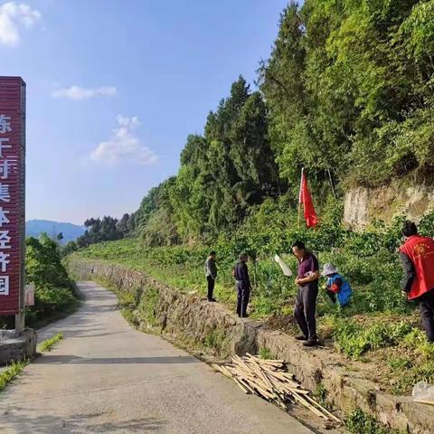 【红心传奇，甜猕东溪】| 东溪镇陈干村开展猕猴桃、黄金梨种植技术交流活动助力产业发展