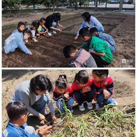 蒜味飘香     收获成长——群力小学一一班劳动教育活动