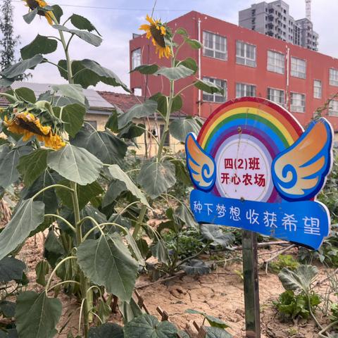 品丰收之趣  享劳动之乐——十三小学四二班劳动教育实践基地丰收记