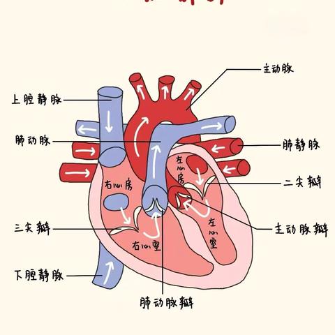 【周中医·心病科】守护“心”健康