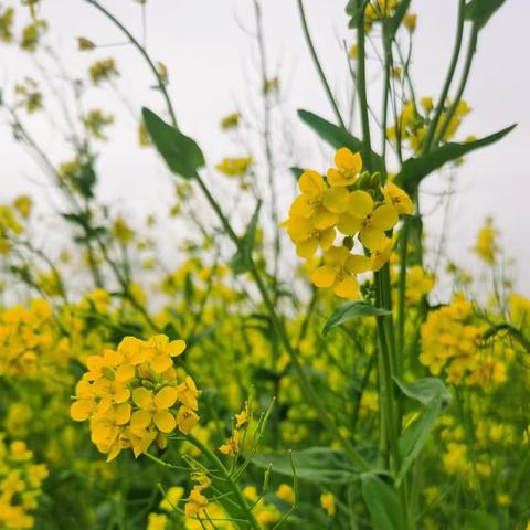 油菜花间蝴蝶舞      刺桐枝上鹁鸠啼