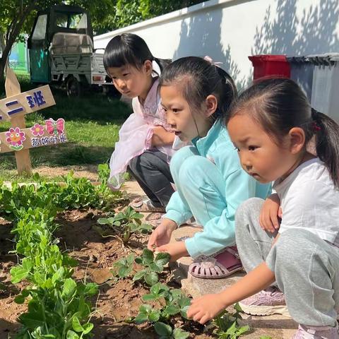 种出快乐 乐享耕耘—莒县第六实验小学幼儿园大二班种植区活动