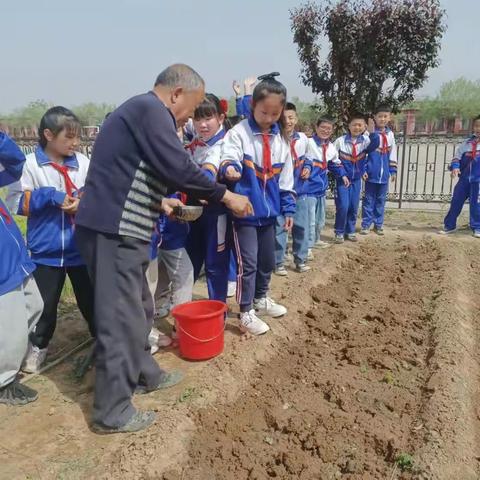 关爱学生幸福成长——王看小学劳动实践活动