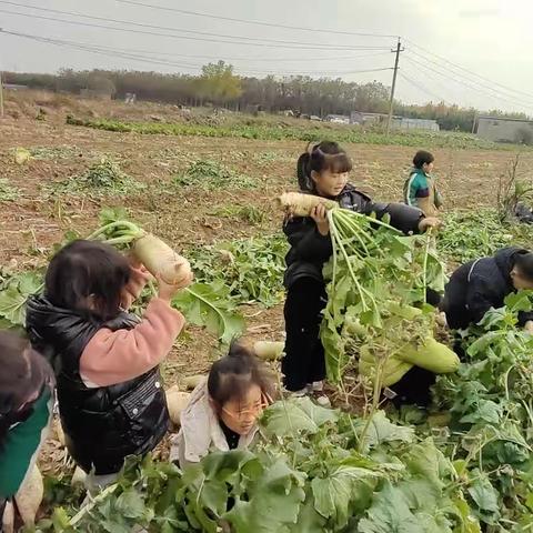 温情冬日.邂逅萝卜——市直六幼大班班本课程