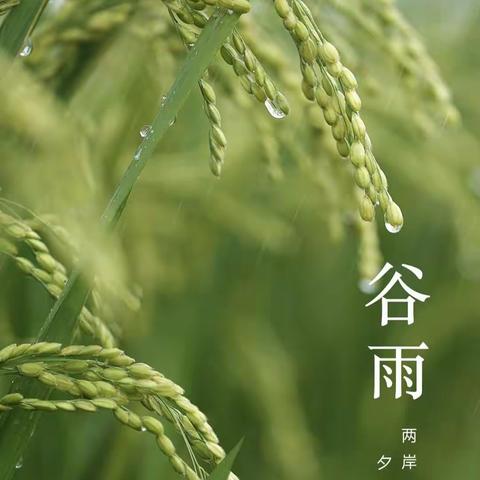 半程镇启迪幼儿园中班二十四节气中的“谷雨”