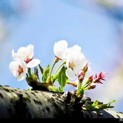 山青花欲燃，正是播种时——钢城区汶源街道农产品质量安全协管员工作总结