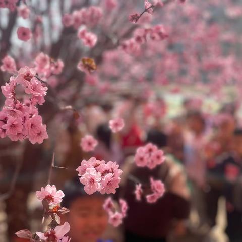 【传统节日】“幼”见人间四月天，梨花风起正清明——界湖街道中心幼儿园中一班清明节主题活动