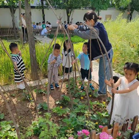 快乐种植，“瓜”趣横生——周至县广济镇中心幼儿园小一班黄瓜成长记活动