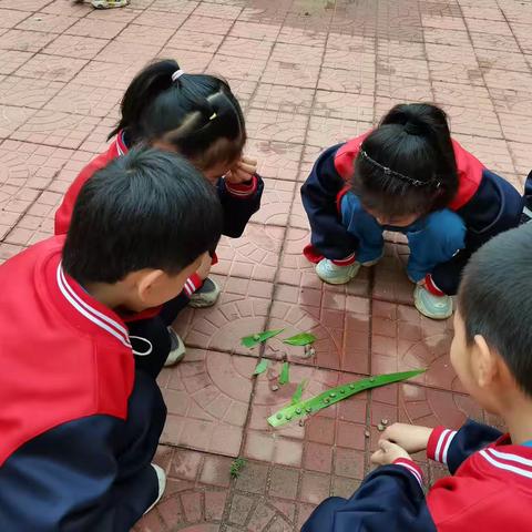 雨后寻找蜗牛