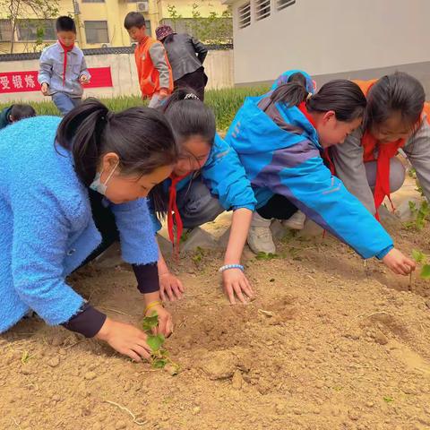 耕植沃土 静待田园四季芳华