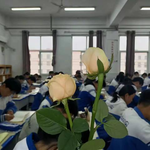 “赠你玫瑰，请你留香”七年级六班结对互助仪式