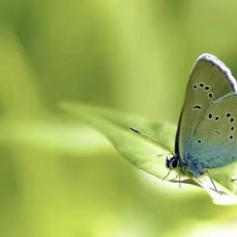 「华蒙儒童」托大三班一周精彩视频花絮