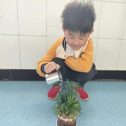 《我的小植物》——嵩明县大风车幼儿园大一班