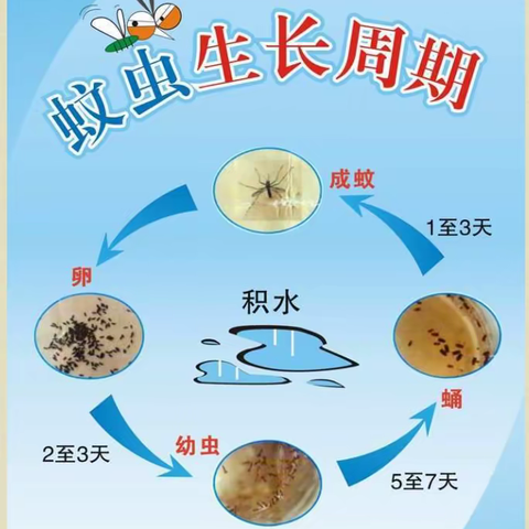 登革热的认识及预防工作