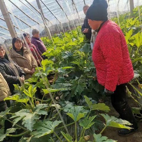 关于积极应对雨雪寡照低温天气对设施蔬菜的影响提醒