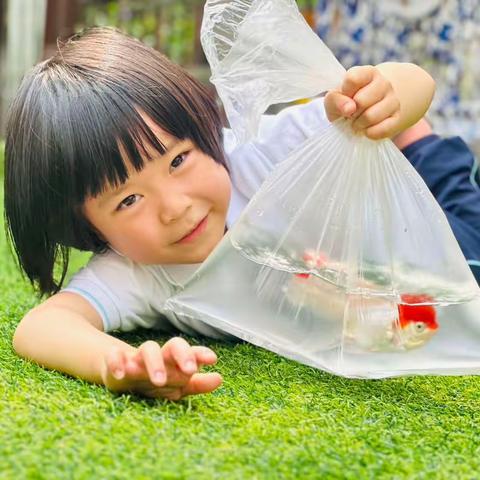 中二班课程实录｜再见，金鱼～